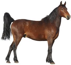 horse