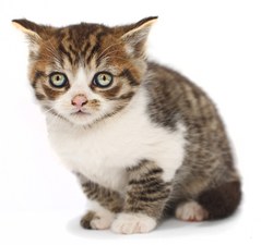 kitten