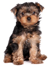 puppy